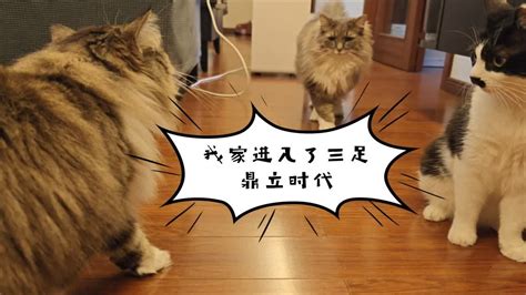 猫来家好吗